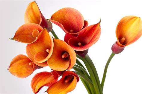 Orange Calla Lilies Home Decor